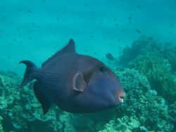 Blue triggerfish guarding a nest. by Mario Bortolotti 